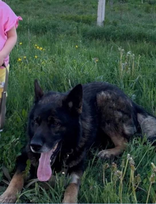 Lost brown dog in Kubinka — identification photo, lost & found pet database Pathfinder