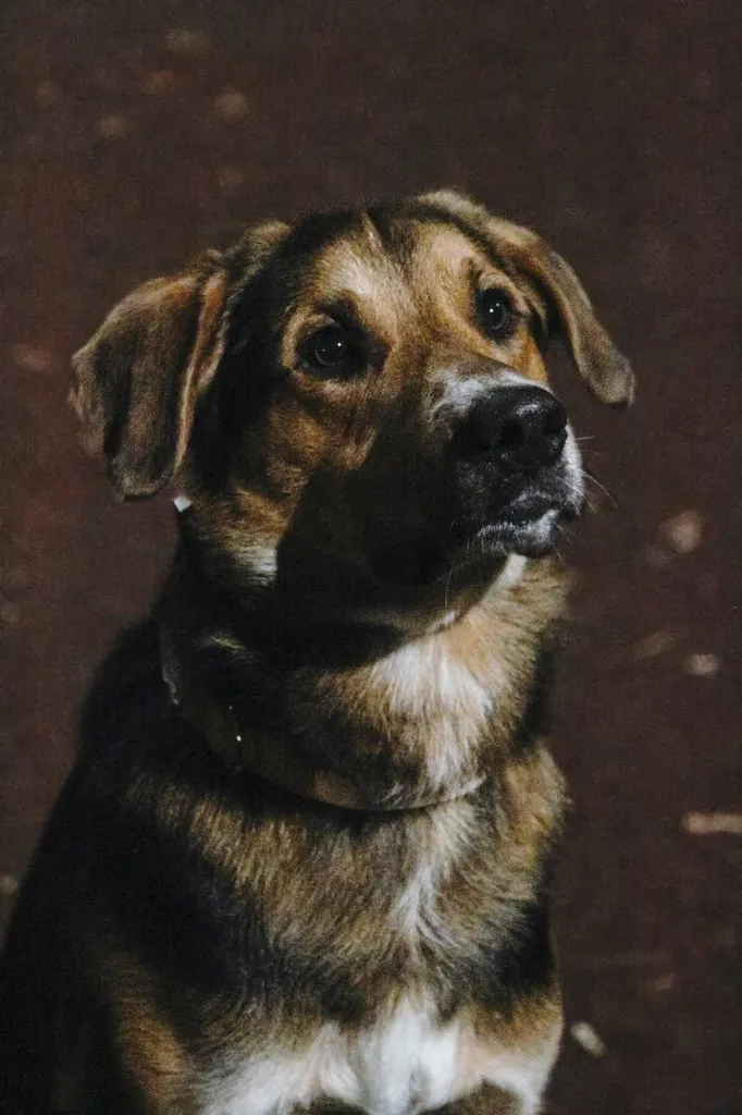 Lost dog, метис in Dmitrov — identification photo, lost & found pet database Pathfinder