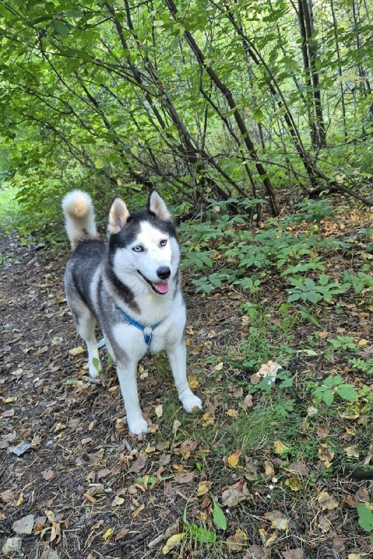 Lost white dog, хаски in Perm — identification photo, lost & found pet database Pathfinder