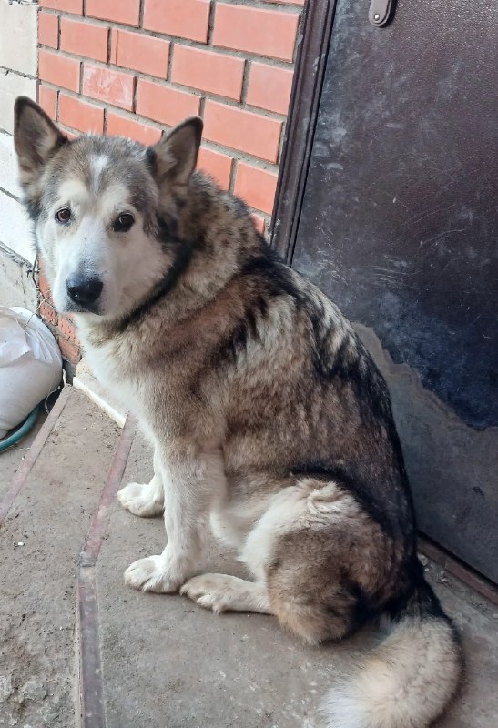 Adoptable cream dog, маламут in Perm — identification photo, lost & found pet database Pathfinder