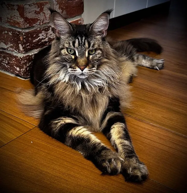 Lost brown cat, мейн кун in Veshki — identification photo, lost & found pet database Pathfinder