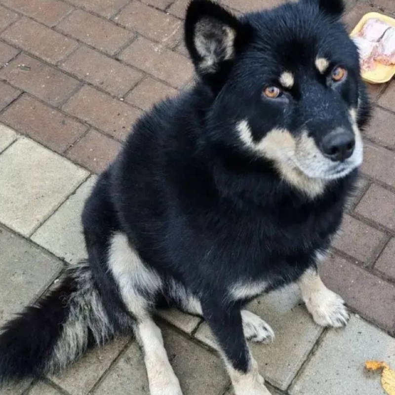 Found fawn dog in Yekaterinburg — identification photo, lost & found pet database Pathfinder