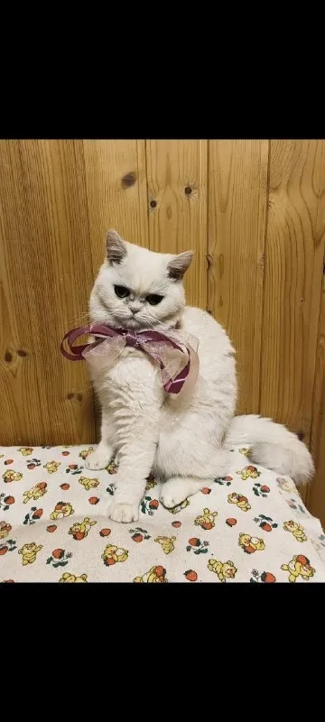 Lost white cat, короткошёрстный британец in Poselok Ptitsefabriki — identification photo, lost & found pet database Pathfinder