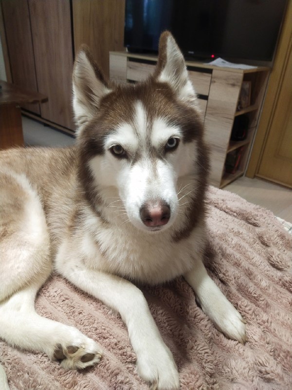 Lost white dog in Perm — identification photo, lost & found pet database Pathfinder