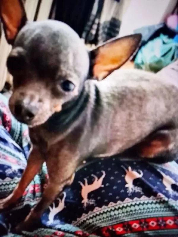 Lost brown dog, той-терьер in Rostokino — identification photo, lost & found pet database Pathfinder