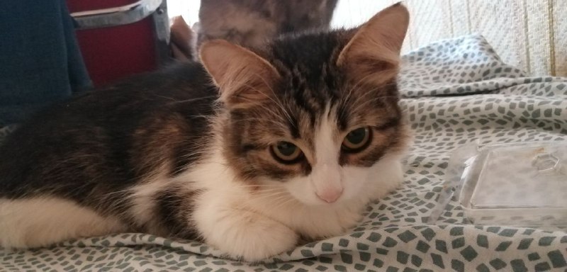 Lost white cat in Podolsk — identification photo, lost & found pet database Pathfinder