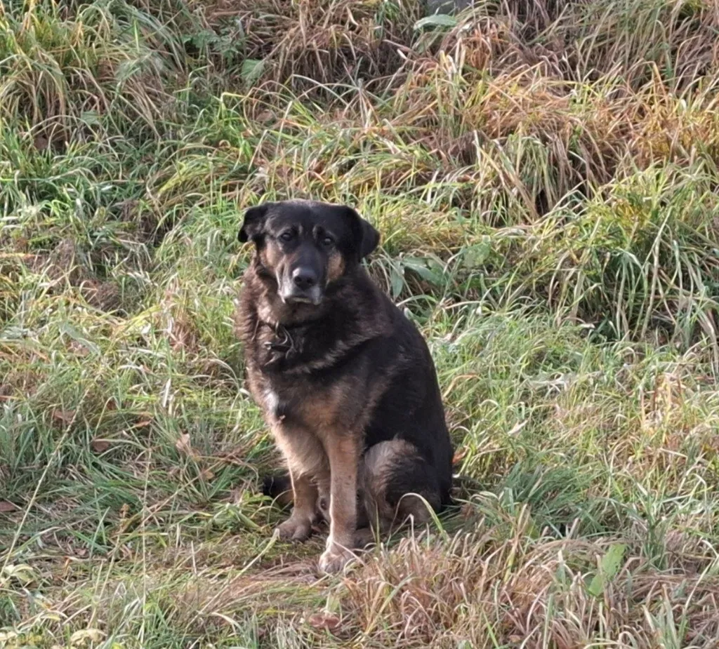 Found dog, метис in Chekhov — identification photo, lost & found pet database Pathfinder
