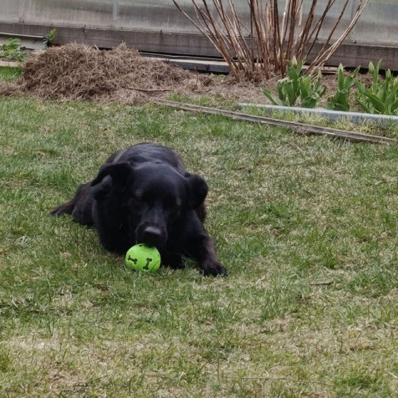 Lost black dog in Saint Petersburg — identification photo, lost & found pet database Pathfinder