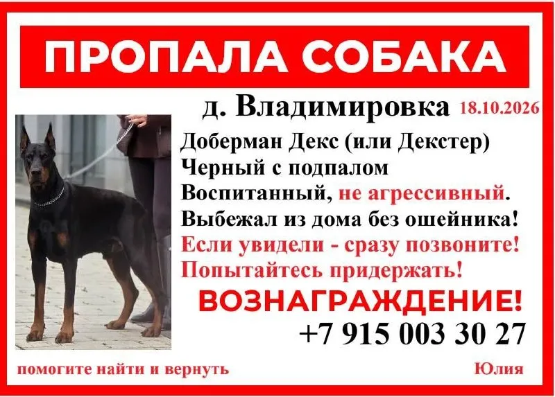 Lost dog, доберман in Vladimirovka — identification photo, lost & found pet database Pathfinder