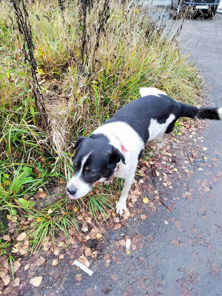 Found dog, метис in Lesnoe Ozero — identification photo, lost & found pet database Pathfinder