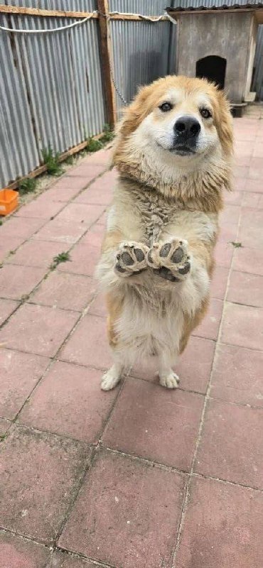 Lost cream dog in Morozovo — identification photo, lost & found pet database Pathfinder