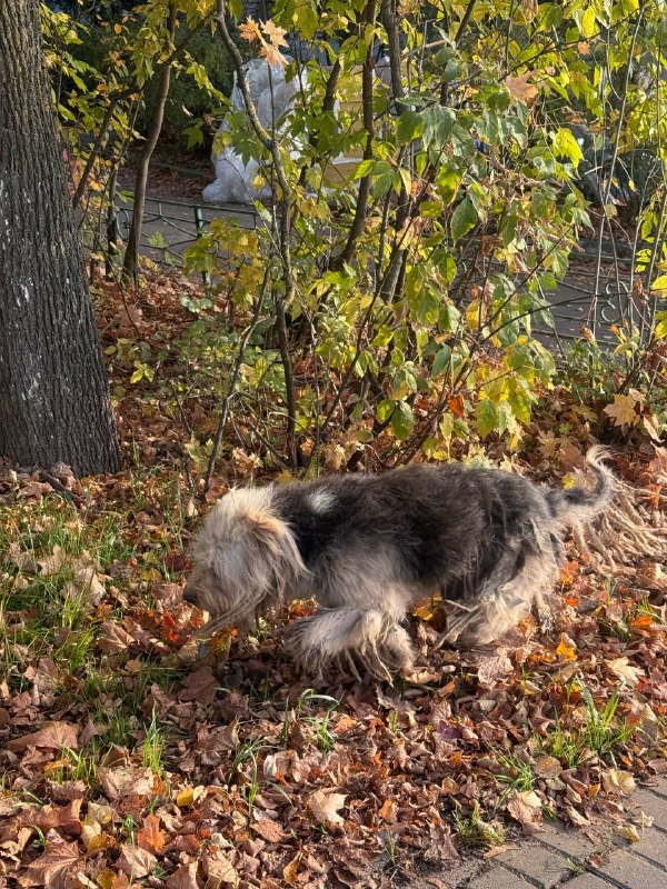 Found gray dog in Odintsovo — identification photo, lost & found pet database Pathfinder