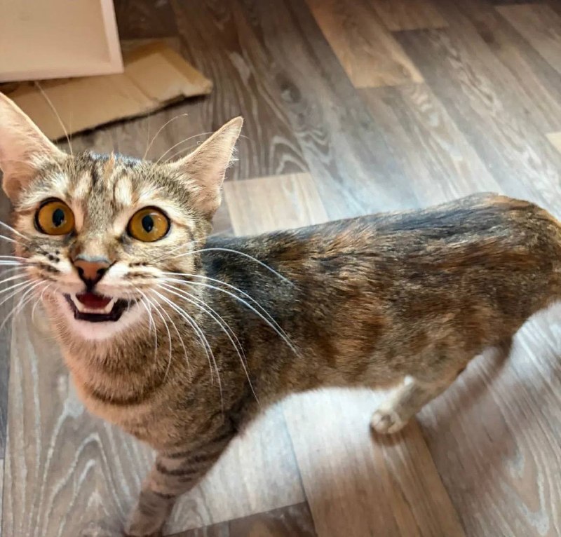 Lost brown cat in Yekaterinburg — identification photo, lost & found pet database Pathfinder