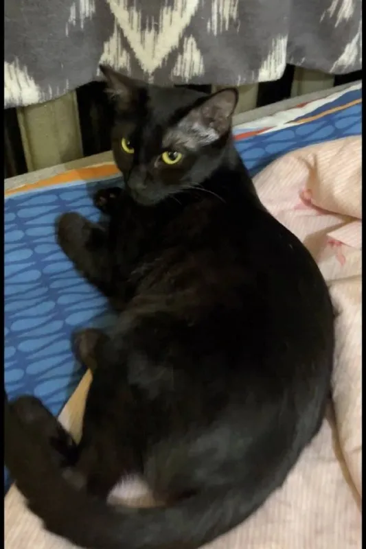 Lost black cat in Pervouralsk — identification photo, lost & found pet database Pathfinder