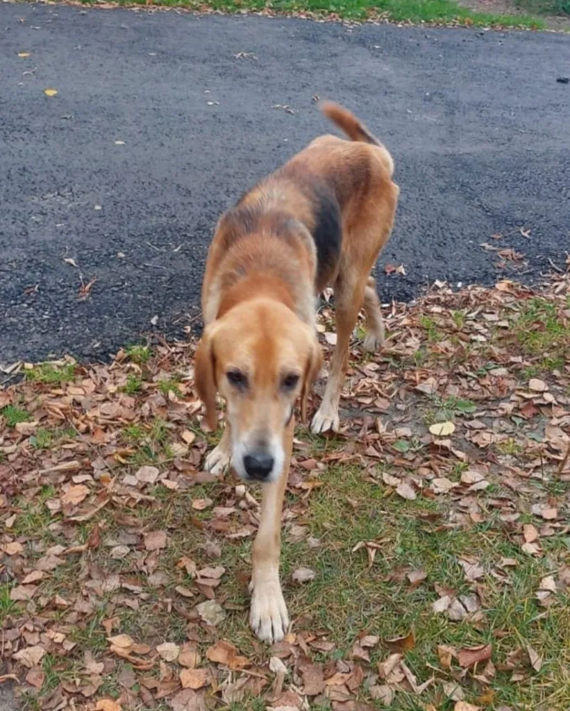 Found dog, русская гончая in Baksheevo — identification photo, lost & found pet database Pathfinder