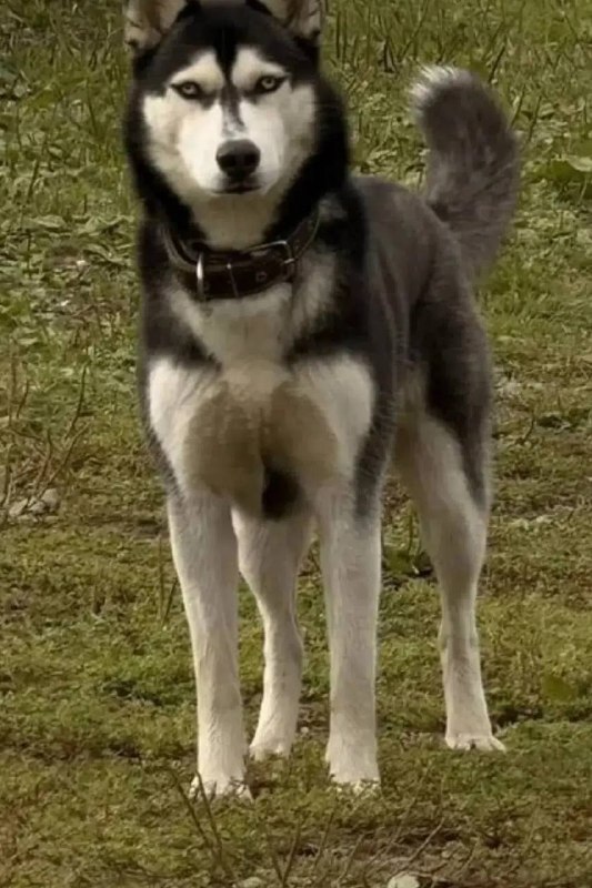Lost white dog, хаски in Kamensk Uralskiy — identification photo, lost & found pet database Pathfinder