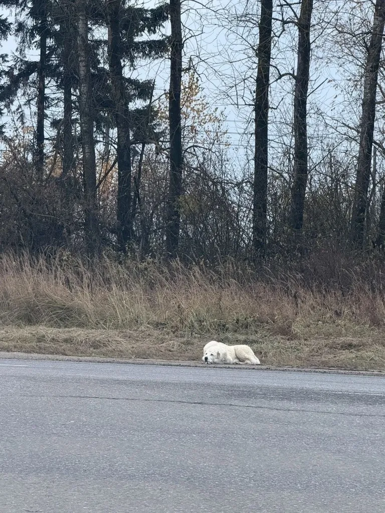 Found dog, алабай in Mikhnevo — identification photo, lost & found pet database Pathfinder