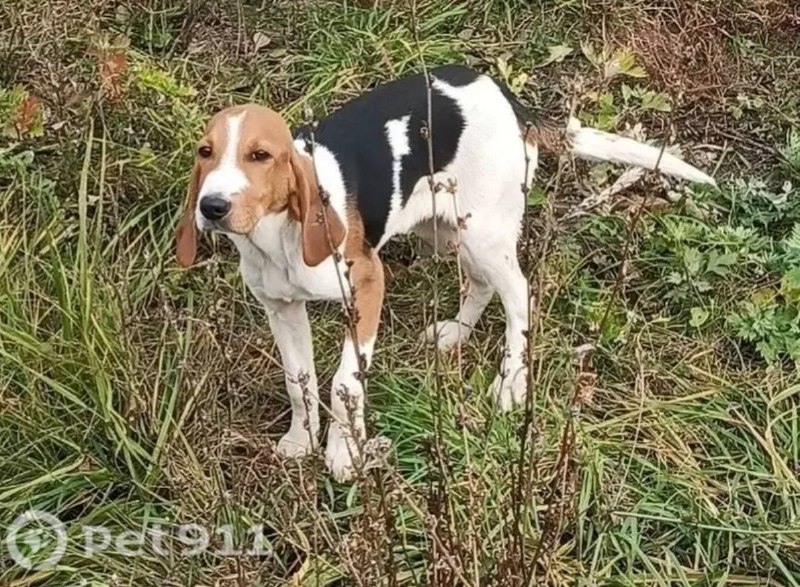 Found white dog in Kashira — identification photo, lost & found pet database Pathfinder