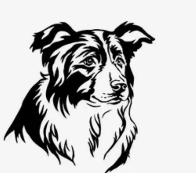 Lost dog in Timonino — identification photo, lost & found pet database Pathfinder