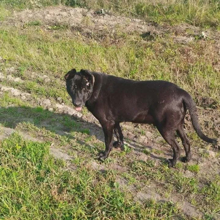 Lost dog in Pargolovo — identification photo, lost & found pet database Pathfinder