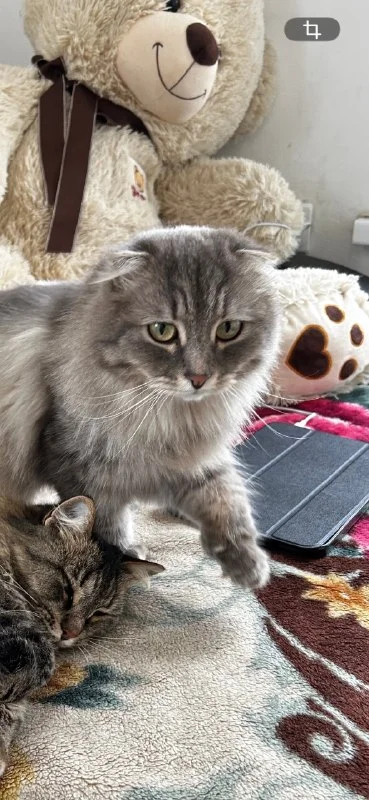 Lost gray cat in Iglino — identification photo, lost & found pet database Pathfinder