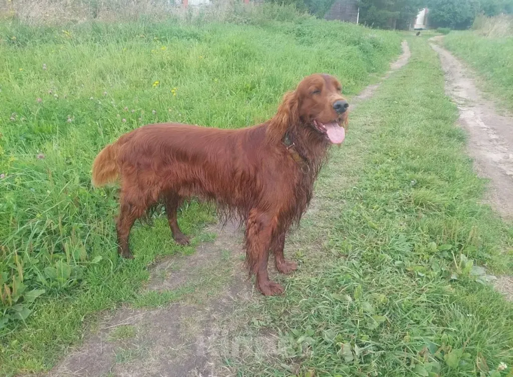 Lost dog, сеттер in Tikhonovo — identification photo, lost & found pet database Pathfinder