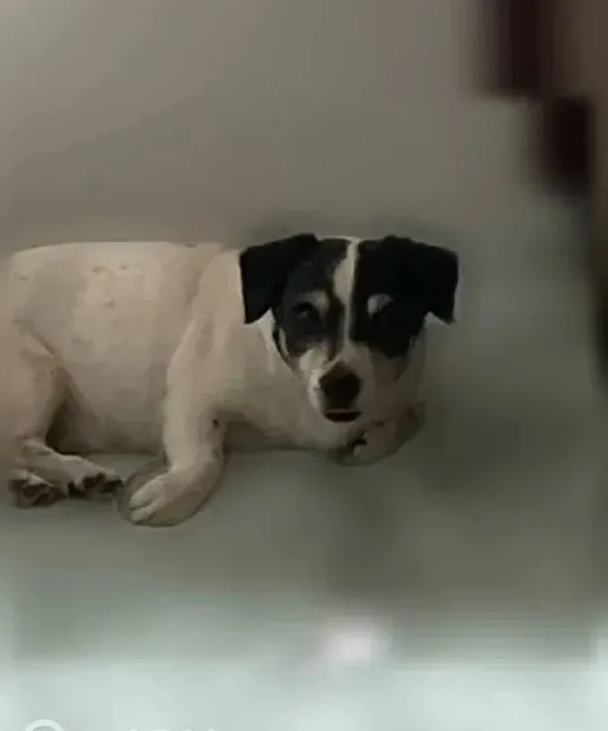 Lost white dog in Znamenskoe — identification photo, lost & found pet database Pathfinder