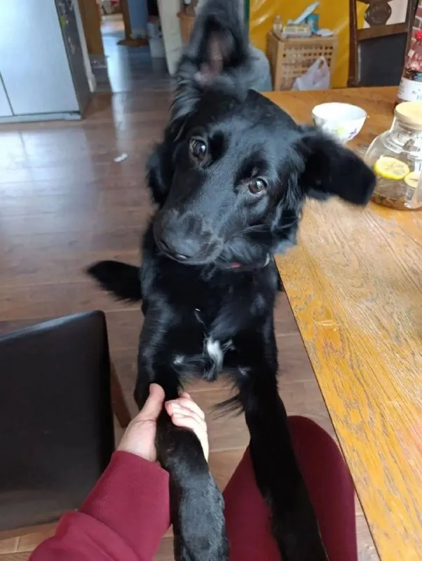 Lost black dog, дворняжка in Zagoryanskiy — identification photo, lost & found pet database Pathfinder