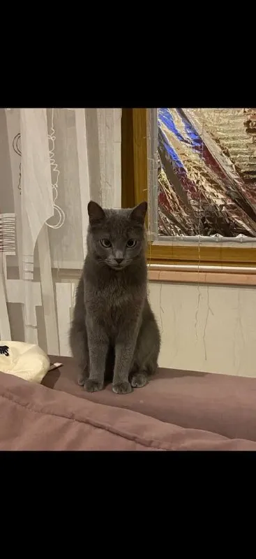 Lost gray cat in Boriskovo — identification photo, lost & found pet database Pathfinder