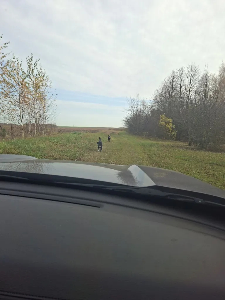 Found dog, дворняжка in Nikolskoe — identification photo, lost & found pet database Pathfinder