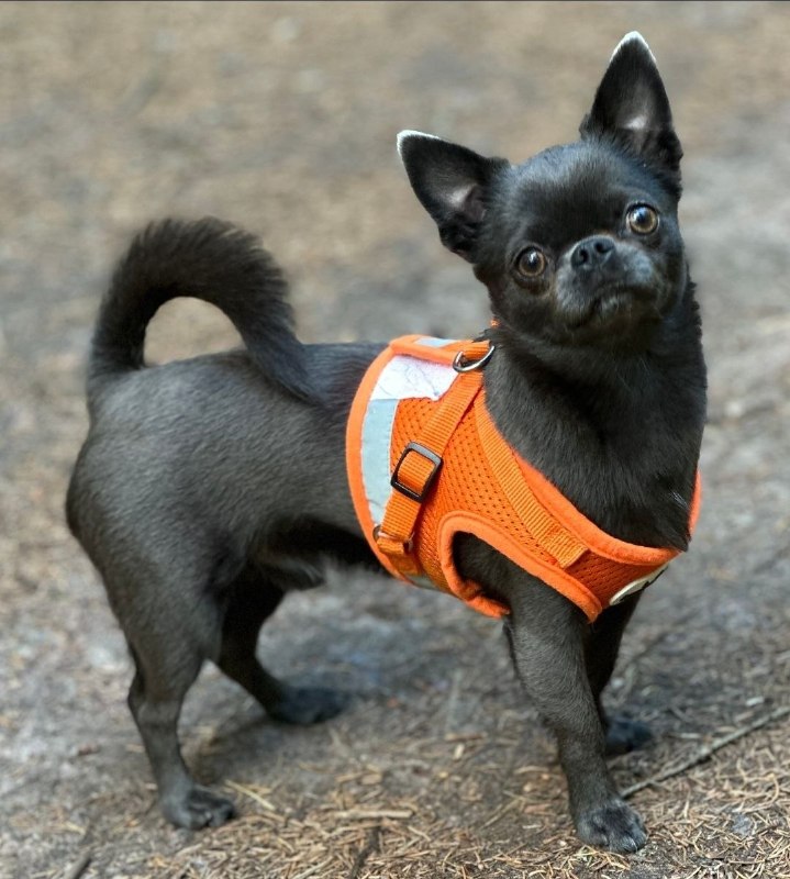 Lost black dog, чихуахуа in Saint Petersburg — identification photo, lost & found pet database Pathfinder