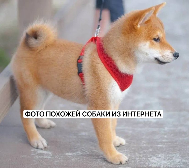 Found white dog, сиба ину in Krasnogorsk — identification photo, lost & found pet database Pathfinder