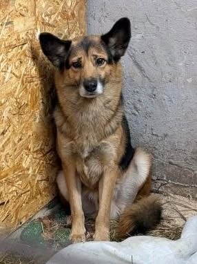 Lost fawn dog in P Vniissok — identification photo, lost & found pet database Pathfinder