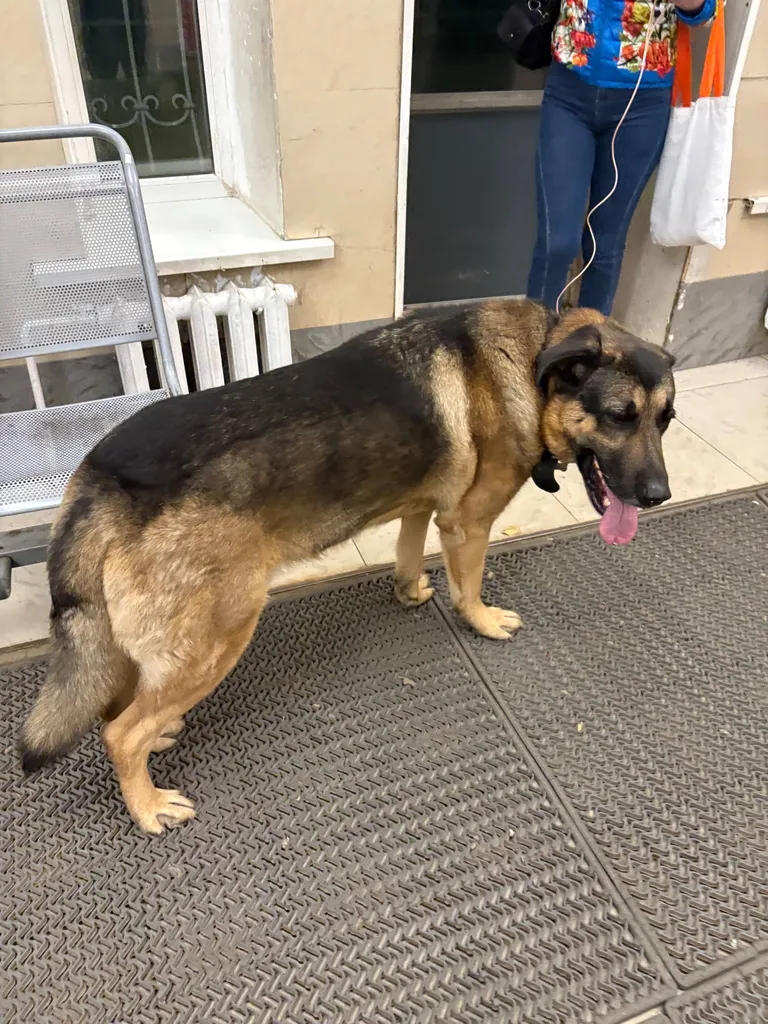 Found dog, немецкая овчарка in Tuchkovo — identification photo, lost & found pet database Pathfinder