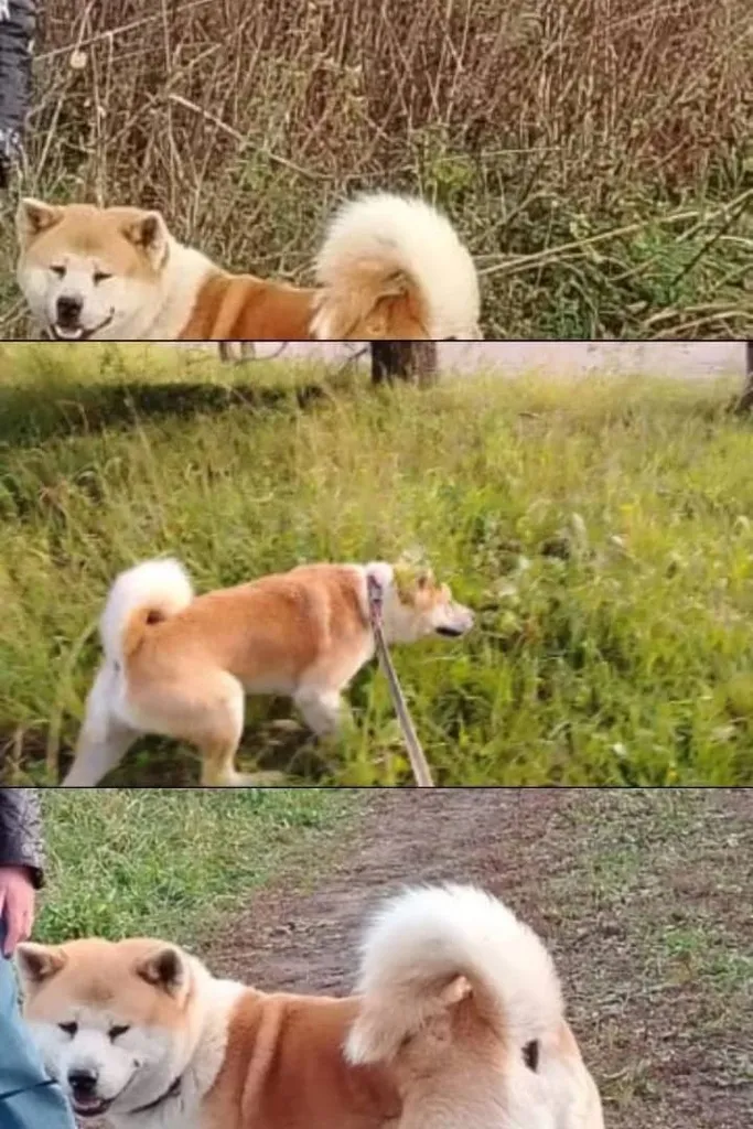 Adoptable dog, акита-ину in Nazarevo — identification photo, lost & found pet database Pathfinder