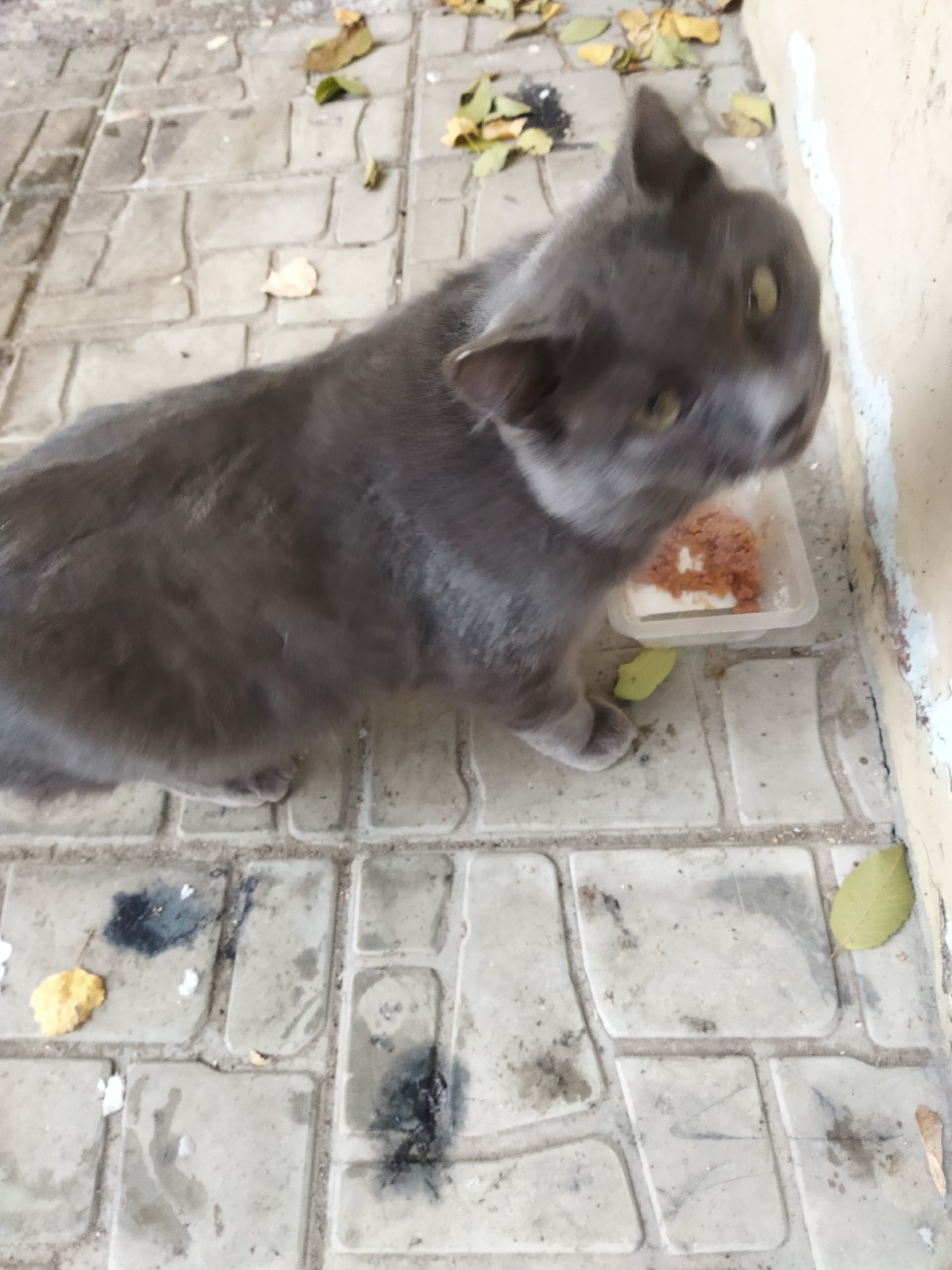 Found cat in Novosibirsk — identification photo, lost & found pet database Pathfinder