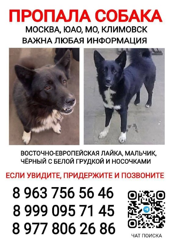 Lost white dog, восточно-европейская лайка in Klimovsk — identification photo, lost & found pet database Pathfinder
