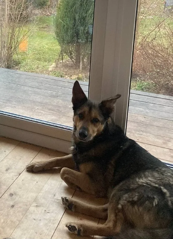 Lost brown dog, метис овчарки in Golovkovo — identification photo, lost & found pet database Pathfinder