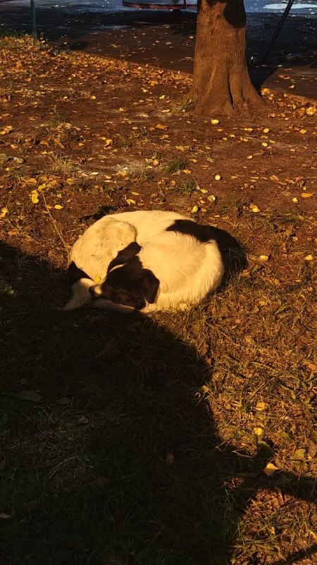 Found white dog, алабай in Lyubertsy — identification photo, lost & found pet database Pathfinder