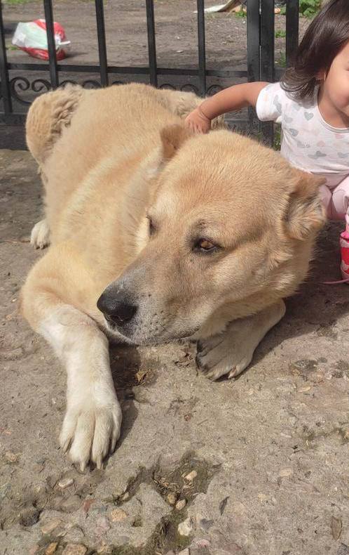 Lost fawn dog, алабай in Balashikha — identification photo, lost & found pet database Pathfinder