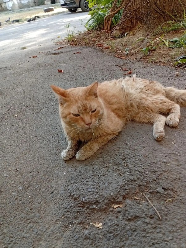 Adoptable cat in Volzhskiy — identification photo, lost & found pet database Pathfinder