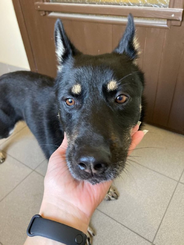 Found black dog in Krasnoznamensk — identification photo, lost & found pet database Pathfinder