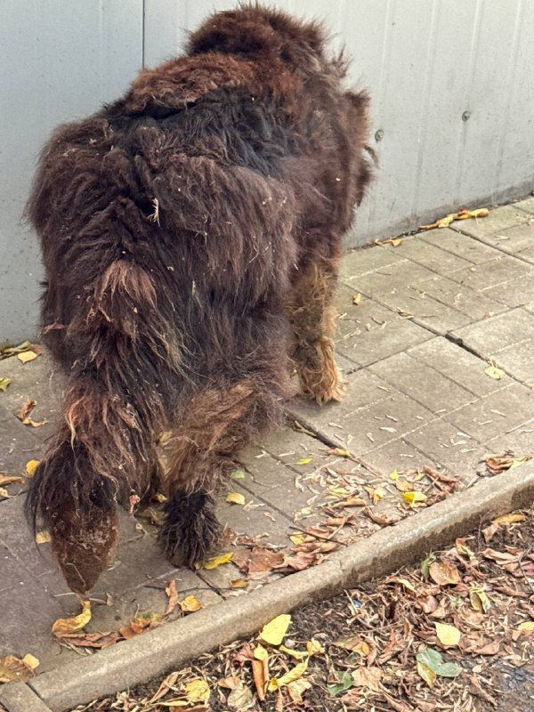 Adoptable brown dog in Mytishchi — identification photo, lost & found pet database Pathfinder