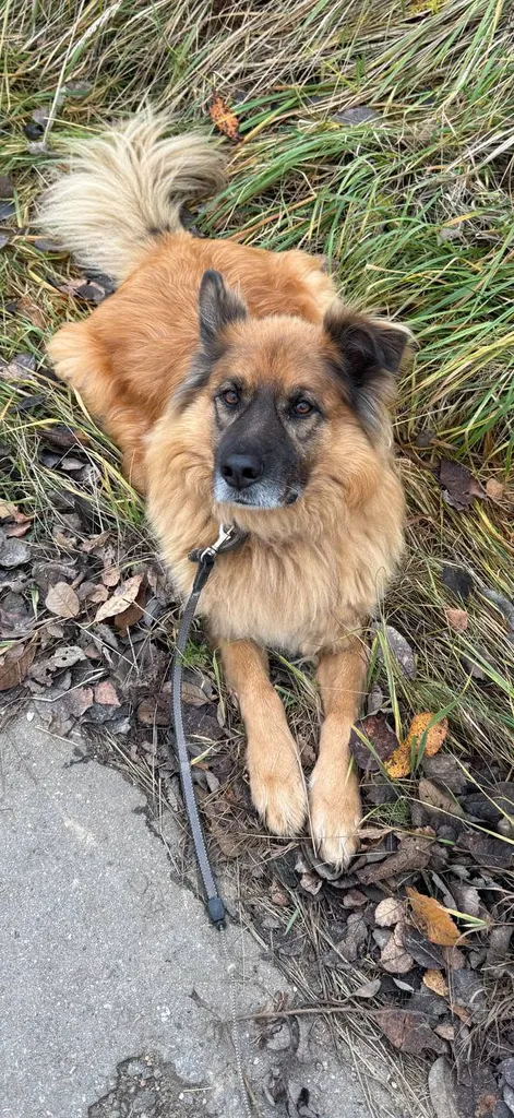Lost dog, метис in Moscow — identification photo, lost & found pet database Pathfinder