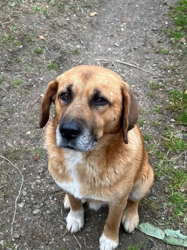 Adoptable brown dog, метис лабрадора in Perm — identification photo, lost & found pet database Pathfinder
