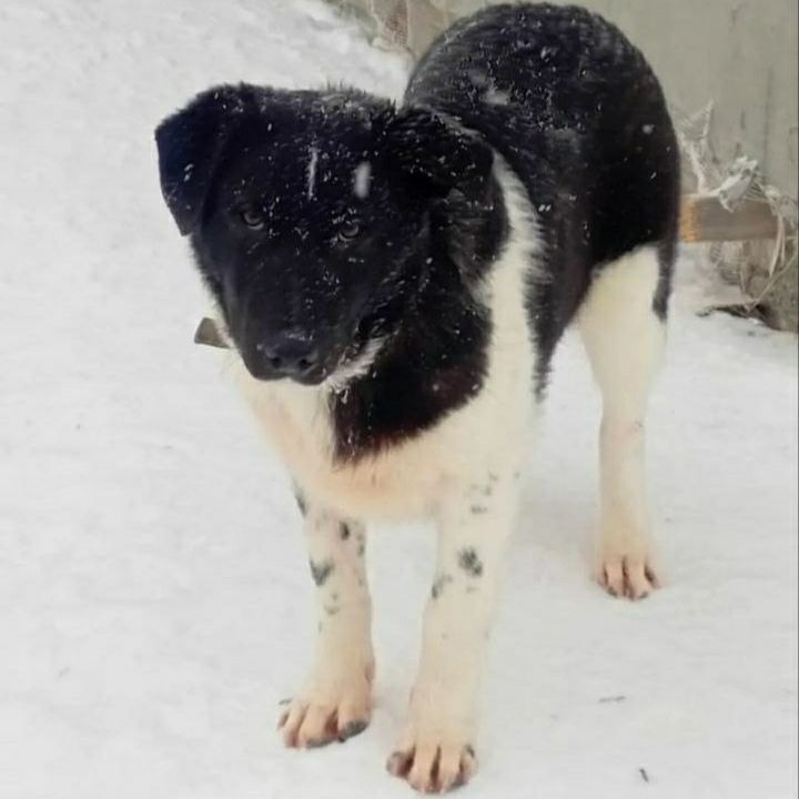 Lost white dog in Alapaevsk — identification photo, lost & found pet database Pathfinder