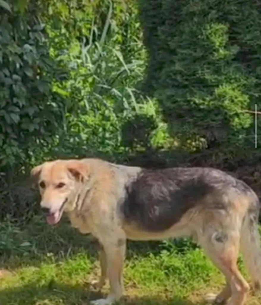 Lost fawn dog, дворняжка in Snt Manikhino — identification photo, lost & found pet database Pathfinder