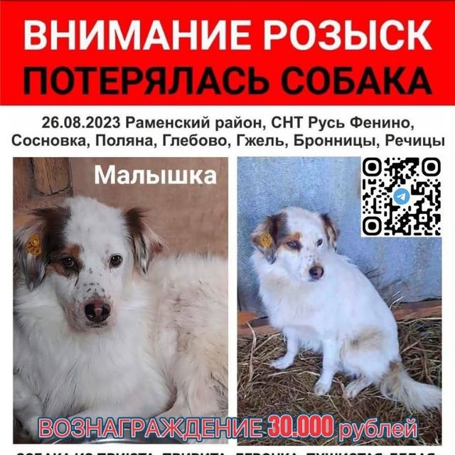 Lost white dog in Fenino — identification photo, lost & found pet database Pathfinder