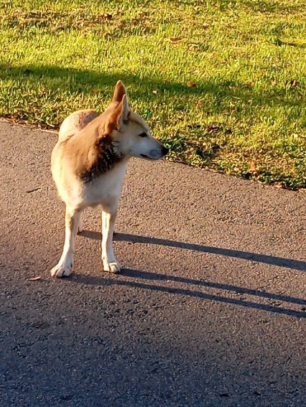 Found white dog in Dmitrov — identification photo, lost & found pet database Pathfinder
