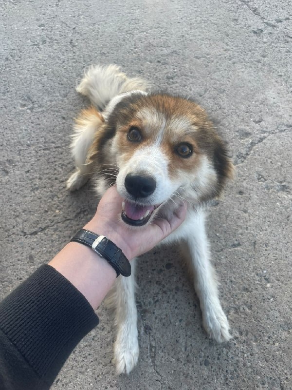 Adoptable white dog in Agidel — identification photo, lost & found pet database Pathfinder